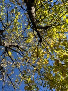 vajilla para restaurantes gastroceramica ceramica creativa taller de ceramica